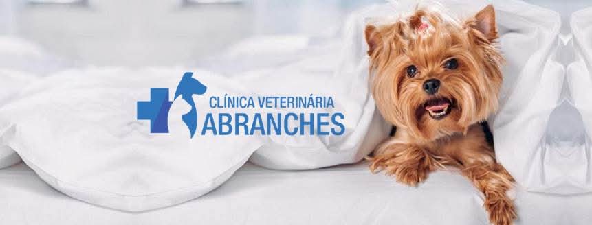Pet acolhido na Clínica Veterinária Abranches